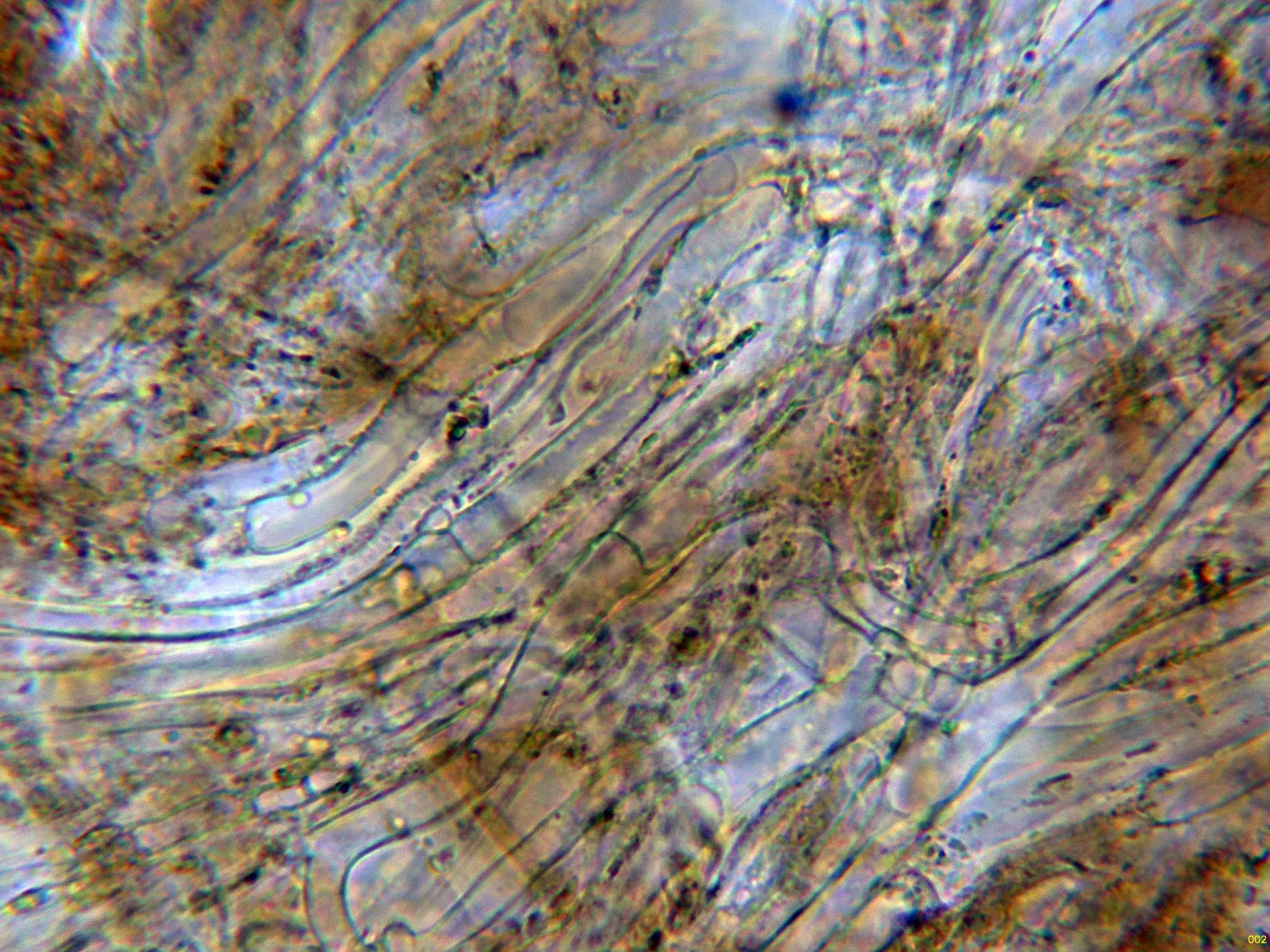 10 - Subpellis agua-002